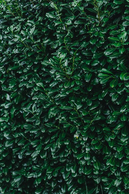 A dense, well-maintained privacy hedge composed of lush, dark green glossy leaves, forming a natural barrier in the garden. The hedge features tightly packed, overlapping foliage, creating a uniform a