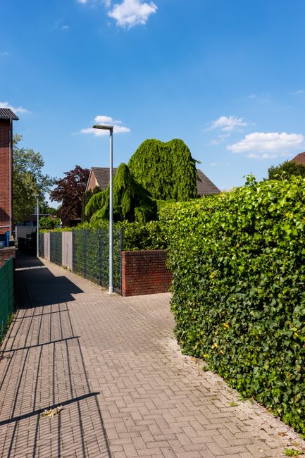 A dense, well-maintained privacy hedge composed of lush, dark green glossy leaves, forming a natural barrier in the garden. The hedge features tightly packed, overlapping foliage, creating a uniform a